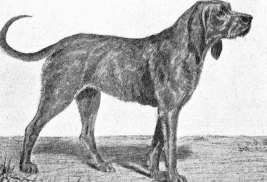 Dun Hound, Bloodhound, Francois Hubert Hubert Hound, Chien-gris