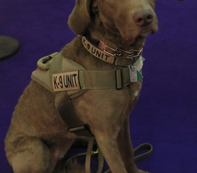 Chesapeake Bay Retriever