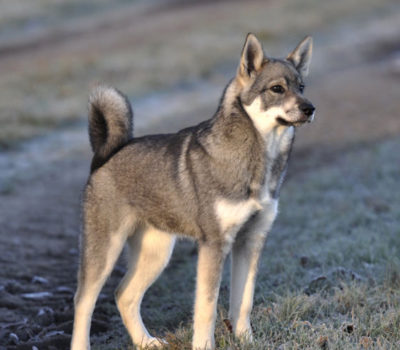 Jämthund,Swedish Elkhound, Norwegian Elkhound,Gråhund,Aksel Lindstrom,Count Björn von Rosen