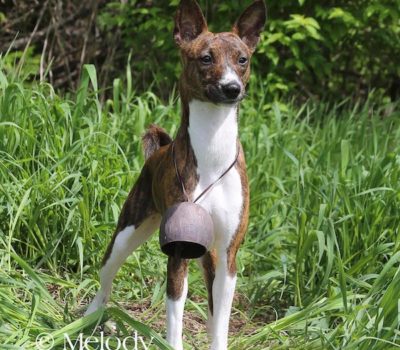 Primitive, Formosan Mountain Dog, Inuit Dog, Australian Dingo, New Guinea Singing Dog, Avuvi, Basenji, AfriCanis, Canaan Dog, Laika,INDog,Podenco Canario, Podengo Portugueso, Rhodesian Ridgeback,Naga Dog, Phu Quoc Dog, Yamthund