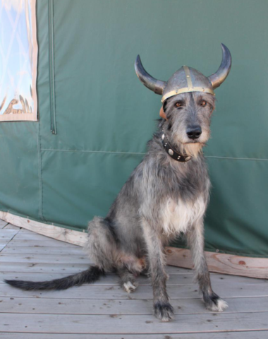 Irish Wolfhound,Viking,movie,13th warrior