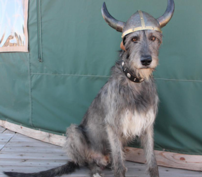 Irish Wolfhound,Viking,movie,13th warrior