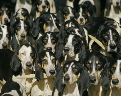 Order dog,Chien d'Ordre,Poitevin,Billy, French tricolor, French White and Black, French white and orange, English Foxhound, Great Anglo-French tricolor, Great Anglo French White and Black, Great Anglo-French white and orange,American Foxhound