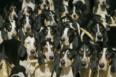 Order dog,Chien d'Ordre,Poitevin,Billy, French tricolor, French White and Black, French white and orange, English Foxhound, Great Anglo-French tricolor, Great Anglo French White and Black, Great Anglo-French white and orange,American Foxhound