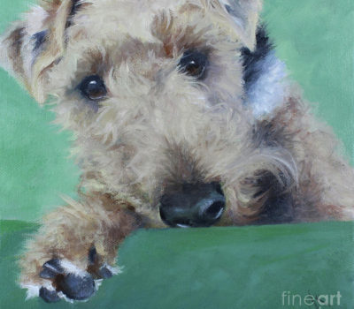 Welsh Terrier, Old English Terrier, Rough Coated Terrier, Old English Wire Haired Terrier,Carnarvonshire Terrier,Prescott Lawrence