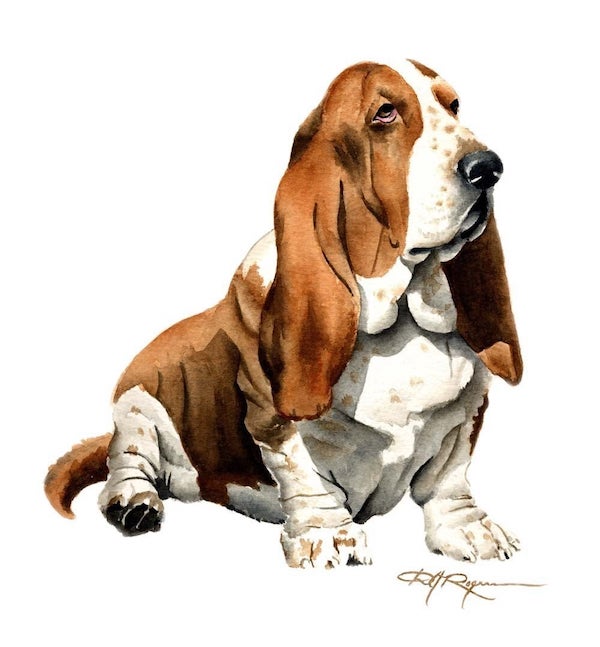 Cyrano of Dogs, Basset Hound,