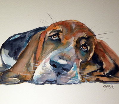 Basset Hound, form, structure