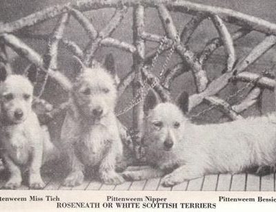 West Highland White Terrier,Roseneath Terrier,Pittenweem Terriers,