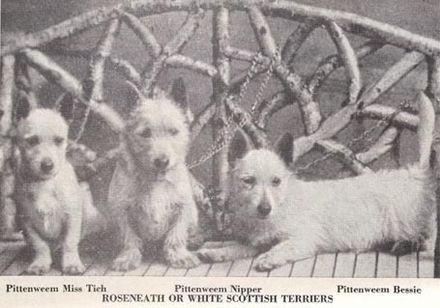 West Highland White Terrier,Roseneath Terrier,Pittenweem Terriers,