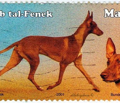 Pharaoh Hound,Ram Ahmar Tal-Wardija,Kelb tal-Fenek