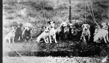 Glen of Imaal Terrier, Irish Glen, Wicklow Terrier,Marquess of Conyngham, Dan