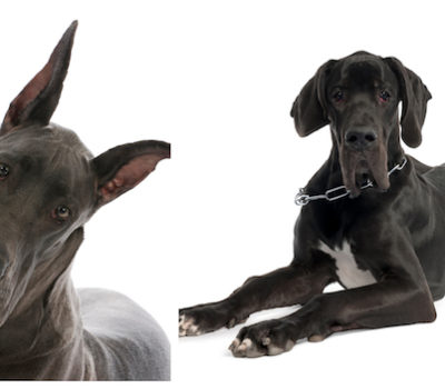 Great Dane, ears