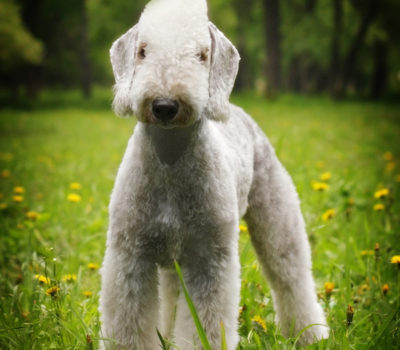 Bedlington Terrier,front,V-front,horseshoe front,Robert W. Cole