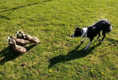 Border Terrier,Herding, Rocky, first