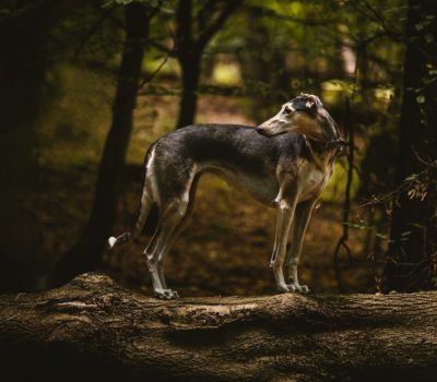 Chart Polski, Polish Greyhound, Polish Sighthound,Polish Coursing Dog.