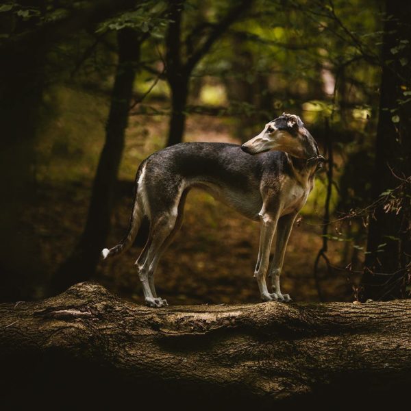 Chart Polski, Polish Greyhound, Polish Sighthound,Polish Coursing Dog.
