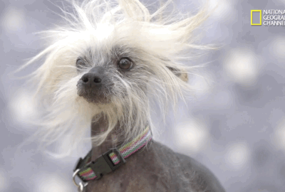 Chinese Crested Hairless,dentition,teeth,FOXI3