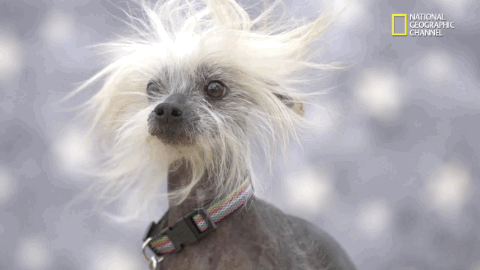 Chinese Crested Hairless,dentition,teeth, tusks