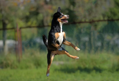 Entlebucher Mountain Dog, Laughing Dog,nickname,Entle