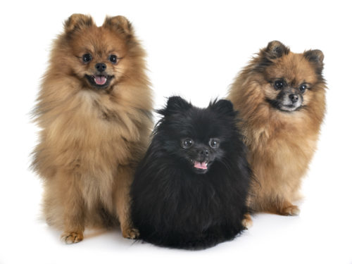 collective noun, Pug, Pomeranian, Greyhound