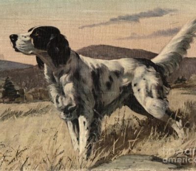 English Setter, History,Richard Purcell Llewellin,Edward Laverack