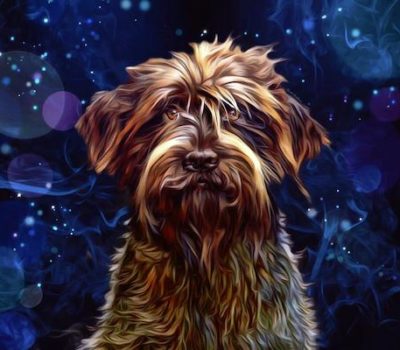 Korthals’ Griffon, Wirehaired Pointing Griffon,  Lakenvelder