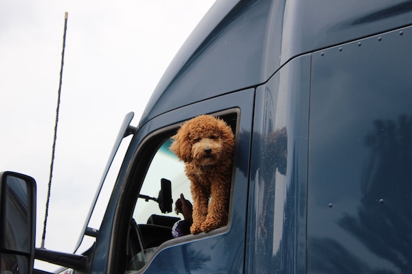 trucker, Covid 19, Coronavirus