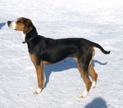 Finnish hound, Suomenajokoira, Finnish Bracke, King of the Hunt, Ajokuningas, Finnish Kennel Club