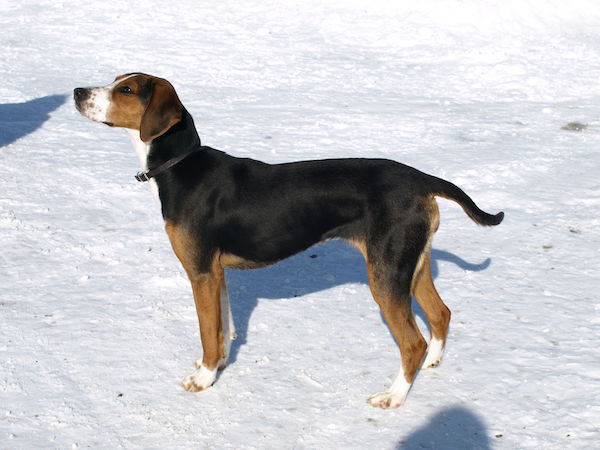 Finnish hound, Suomenajokoira, Finnish Bracke, King of the Hunt, Ajokuningas, Finnish Kennel Club