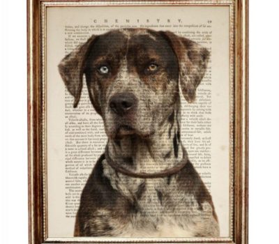 Catahoula Leopard Dog, Catahoula Cur, lines, T. A. McMillin,Lovie Fairbanks,Preston Wright