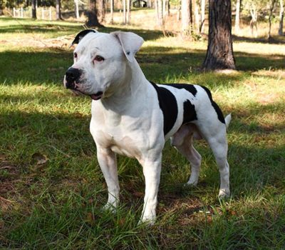 American Bulldog,Scott American Bulldog,Johnson American Bulldog,Hill Bulldog, Country Bulldog, Southern White, White Bulldog, White English Bulldog, John D. Johnson,Alan Scott,