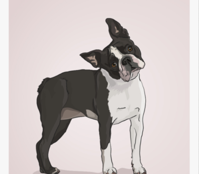 Boston Terrier, Boston Terrier Club of America