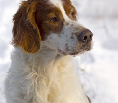 red and white irish setter,color,marking