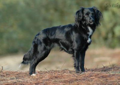 Markiesje,Dutch Tulip Dog,