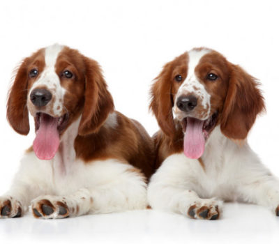 Welsh Springer Spaniel, ears, vine leaf