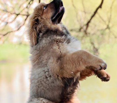 Tibetan Mastiff