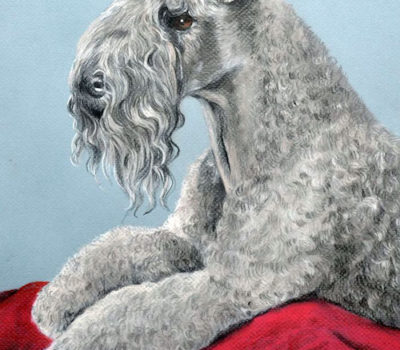 An Brocaire Gorm,Harlequin Terrier, Kerry Blue Terrier,Silver-haired Irish Terrier