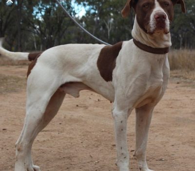 Bull Arab, pig hunter,Peter Paulsen,Mike Hodgens,The Australian Pig Dog