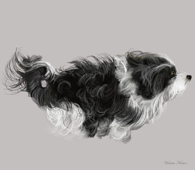 Havanese,color