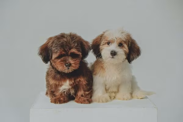Havanese,color