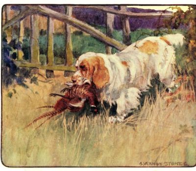 Clumber Spaniel,hunting, English flush, hesitation flush