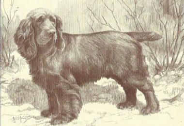 Augustus Elliot Fuller, giving tongue, giving voice, Sussex Spaniel