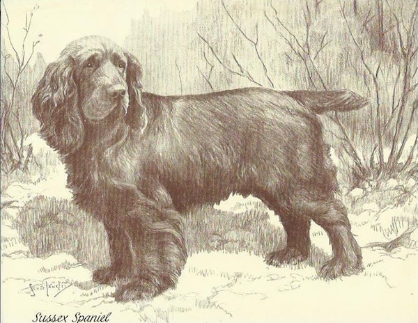 can a sussex spaniel guard a home