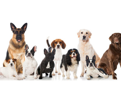 top ten, dog breeds