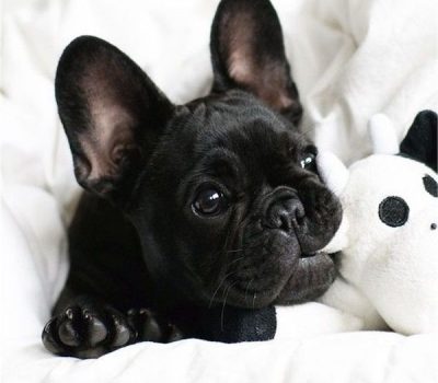 French Bulldog,color,breeder, standard