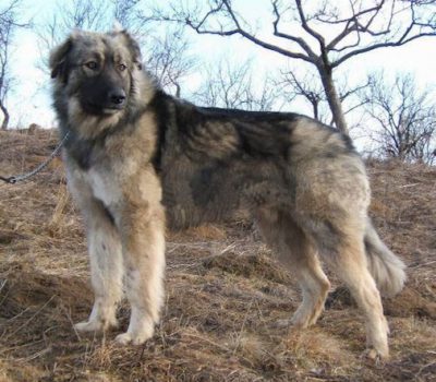 Carpathian Shepherd Dog,Fauna & Flora International,Carpatin Club Romania,Ciobănesc Românesc Carpatin