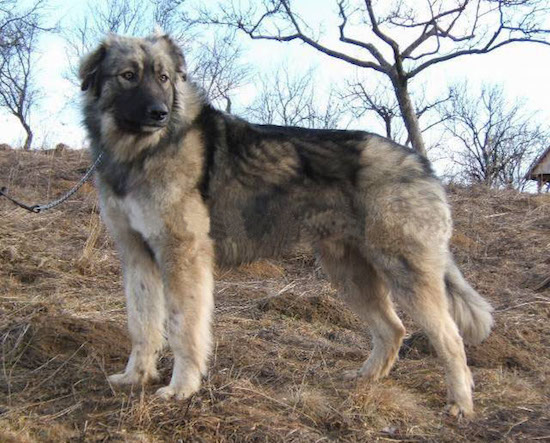 Carpathian Shepherd Dog,Fauna & Flora International,Carpatin Club Romania,Ciobănesc Românesc Carpatin