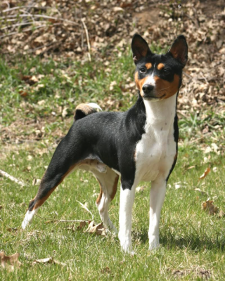 The Tri-Color Basenji