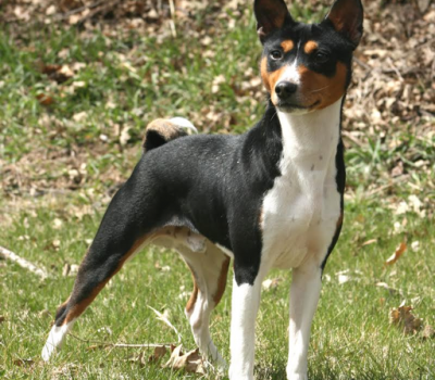 Basenji, trindle, color, standard