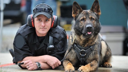 German Shepherd Dog,police dogs,Royal Canadian Mounted Police,Black Lux,Dale of Cawsalta,Sultan